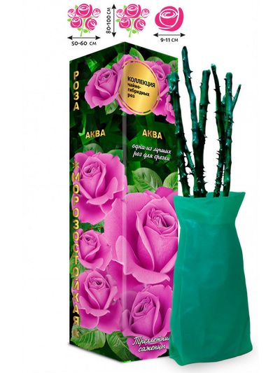 Саженец Роза чайно-гибридная «Аква», 1 шт., Весна 2026