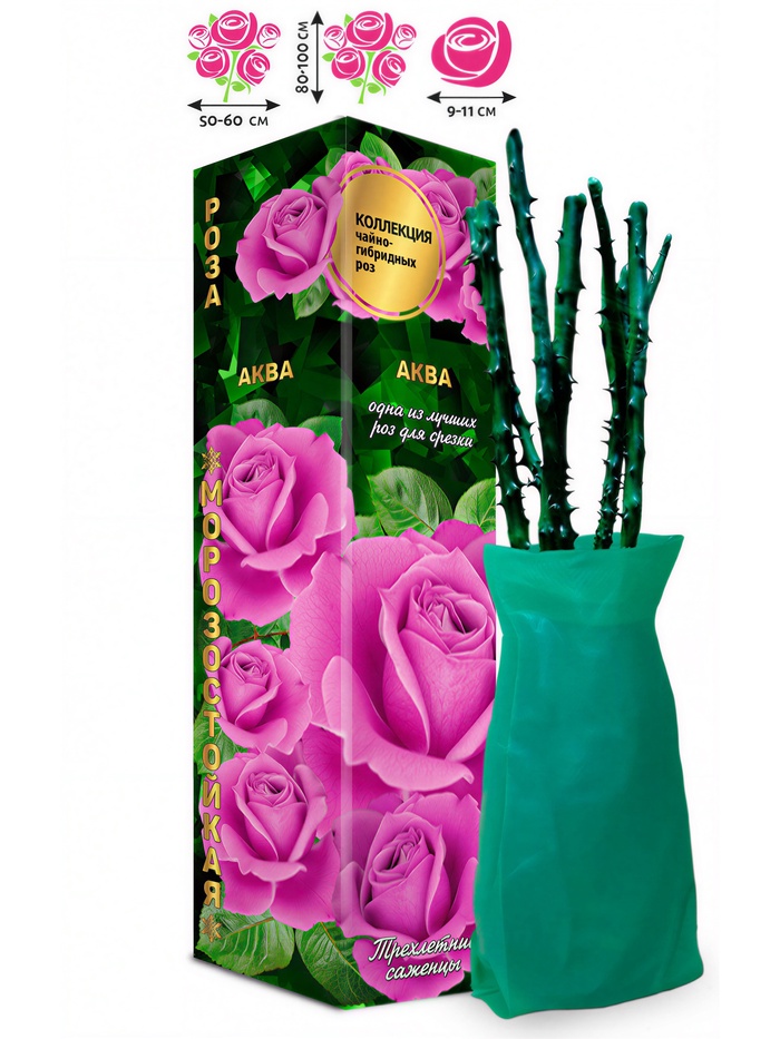 Саженец Роза чайно-гибридная «Аква», 1 шт., Весна 2026 - Фото 1