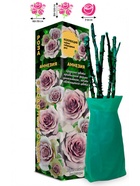 Саженец Роза Амнезия Чайно-гибридная 1 шт. Весна 2026  (артикул 10920962)  большой выбор товаров оптом и в розницу по низким ценам с доставкой