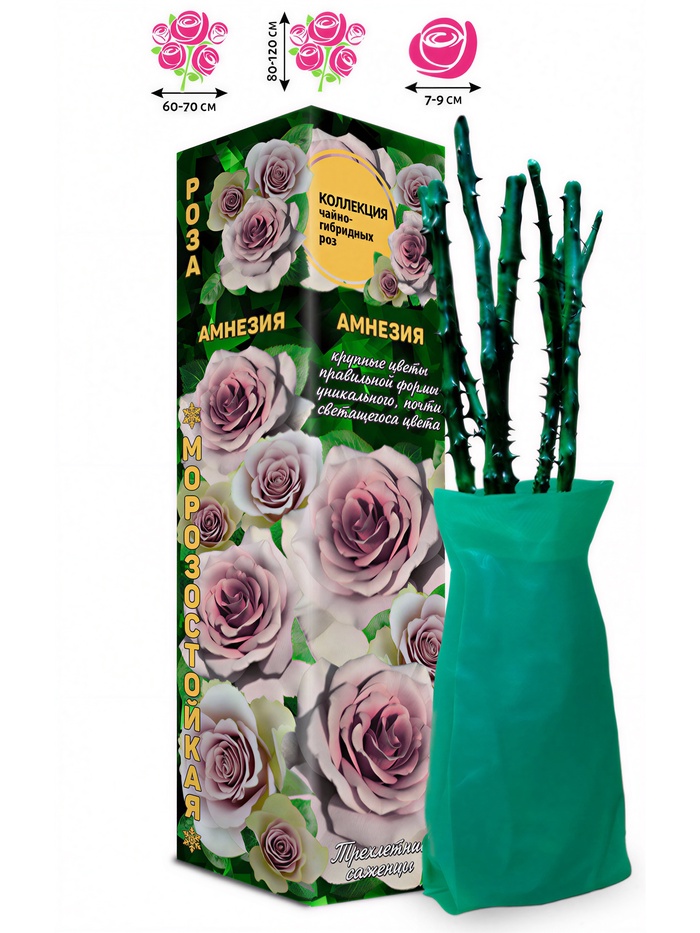 Саженец Роза чайно-гибридная «Амнезия», 1 шт., Весна 2026 - Фото 1