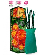 Саженец Роза Атомик Чайно-гибридная, 1 шт. Весна 2026  (артикул 10920965)  большой выбор товаров оптом и в розницу по низким ценам с доставкой