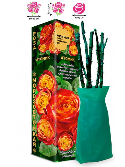 Саженец Роза чайно-гибридная «Атомик», 1 шт., Весна 2026