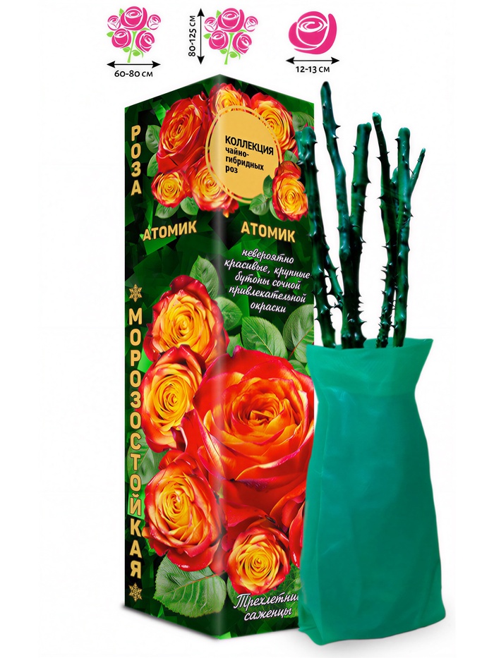 Саженец Роза чайно-гибридная «Атомик», 1 шт., Весна 2026 - Фото 1