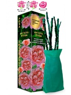 Саженец Роза Аугуста Луиза Чайно-гибридная, 1 шт. Весна 2026  (артикул 10920966)  большой выбор товаров оптом и в розницу по низким ценам с доставкой