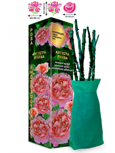 Саженец Роза чайно-гибридная «Аугуста Луиза», 1 шт., Весна 2026