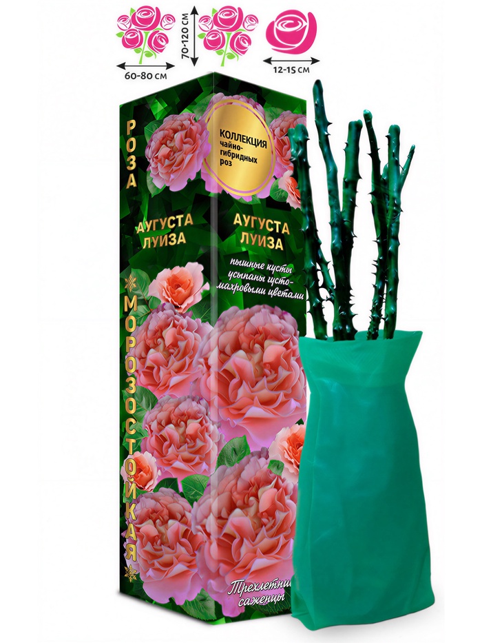 Саженец Роза чайно-гибридная «Аугуста Луиза», 1 шт., Весна 2026 - Фото 1