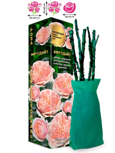 Саженец Роза чайно-гибридная «Афродайт», 1 шт., Весна 2026