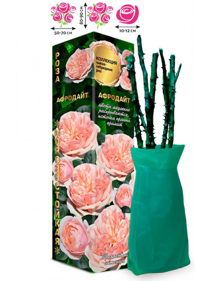 Саженец Роза чайно-гибридная «Афродайт», 1 шт., Весна 2026 - Фото 1