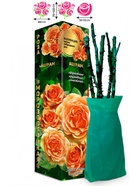 Саженец Роза Ашрам Чайно-гибридная, 1 шт. Весна 2026  (артикул 10920968)  большой выбор товаров оптом и в розницу по низким ценам с доставкой