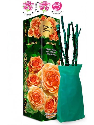 Саженец Роза чайно-гибридная «Ашрам», 1 шт., Весна 2026