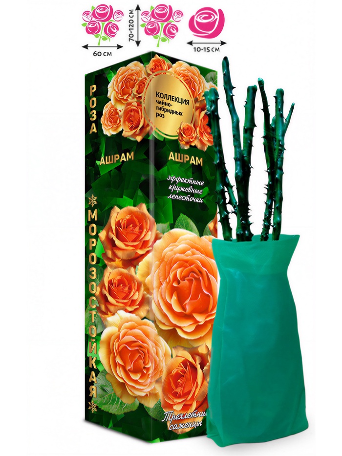 Саженец Роза чайно-гибридная «Ашрам», 1 шт., Весна 2026 - Фото 1