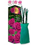 Саженец Роза Биг Перпл Чайно-гибридная, 1 шт. Весна 2026  (артикул 10920971)  большой выбор товаров оптом и в розницу по низким ценам с доставкой