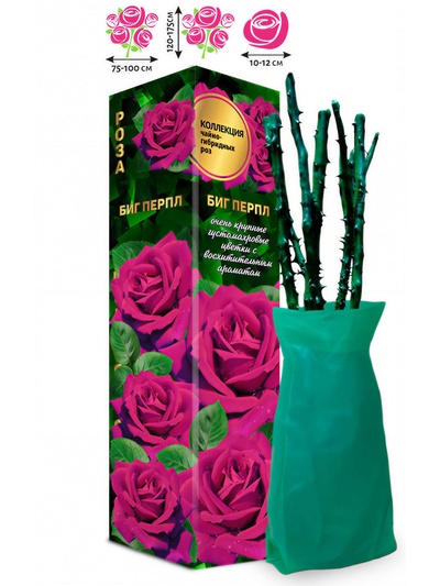Саженец Роза чайно-гибридная «Биг Перпл», 1 шт., Весна 2026