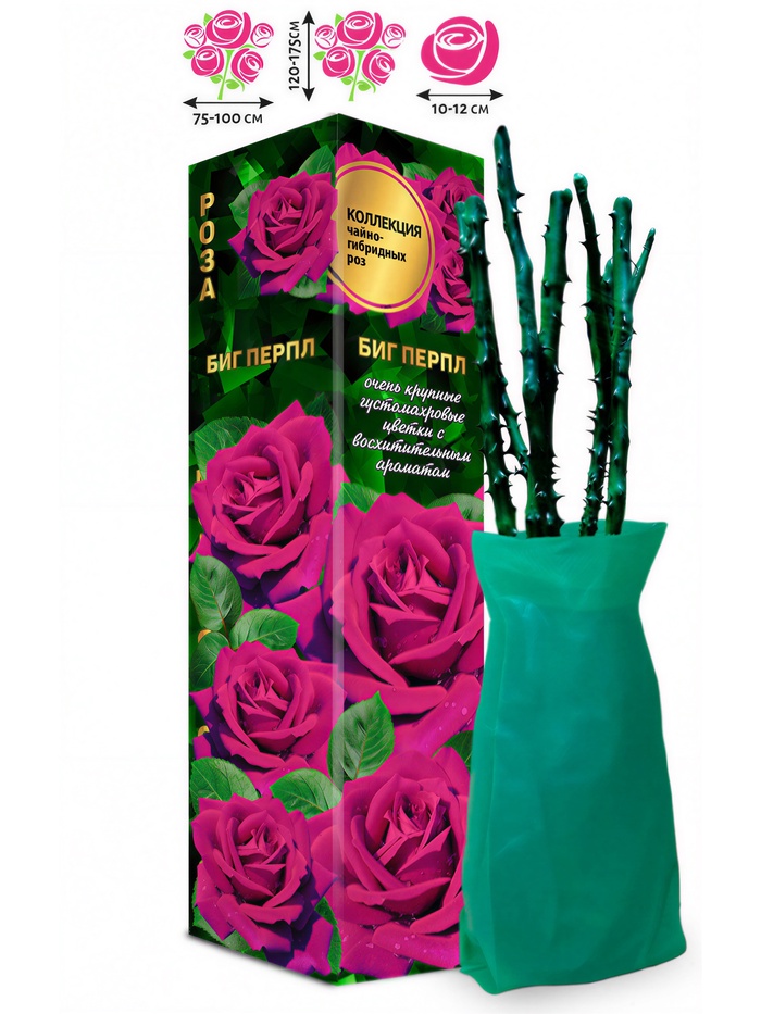 Саженец Роза чайно-гибридная «Биг Перпл», 1 шт., Весна 2026 - Фото 1