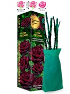 Саженец Роза Блэк Меджик Чайно-гибридная, 1 шт. Весна 2026  (артикул 10920972)  большой выбор товаров оптом и в розницу по низким ценам с доставкой