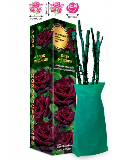 Саженец Роза чайно - гибридная «Блэк Меджик», 1 шт., Весна 2026