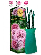 Саженец Роза Блю Герл Чайно-гибридная, 1 шт. Весна 2026  (артикул 10920973)  большой выбор товаров оптом и в розницу по низким ценам с доставкой