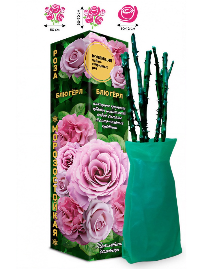 Саженец Роза чайно - гибридная «Блю Герл», 1 шт., Весна 2026 - Фото 1