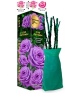 Саженец Роза Блю Парфюм Чайно-гибридная, 1 шт. Весна 2026  (артикул 10920974)  большой выбор товаров оптом и в розницу по низким ценам с доставкой