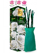 Саженец Роза Боинг Чайно-гибридная, 1 шт. Весна 2026  (артикул 10920975)  большой выбор товаров оптом и в розницу по низким ценам с доставкой