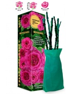 Саженец Роза Веласкес Чайно-гибридная, 1 шт. Весна 2026  (артикул 10920977)  большой выбор товаров оптом и в розницу по низким ценам с доставкой