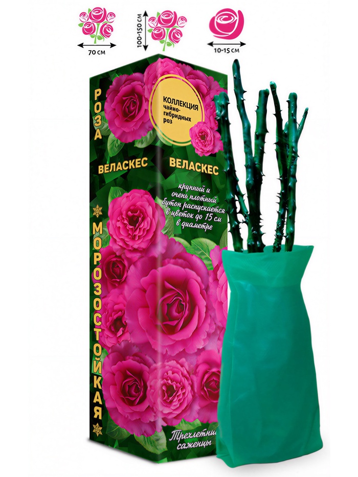 Саженец Роза чайно-гибридная «Веласкес», 1 шт., Весна 2026 - Фото 1