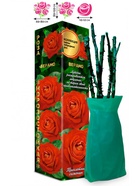 Саженец Роза Верано Чайно-гибридная, 1 шт. Весна 2026  (артикул 10920978)  большой выбор товаров оптом и в розницу по низким ценам с доставкой