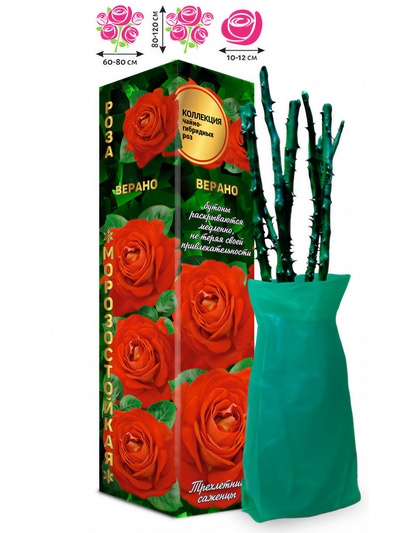 Саженец Роза чайно-гибридная «Верано», 1 шт., Весна 2026