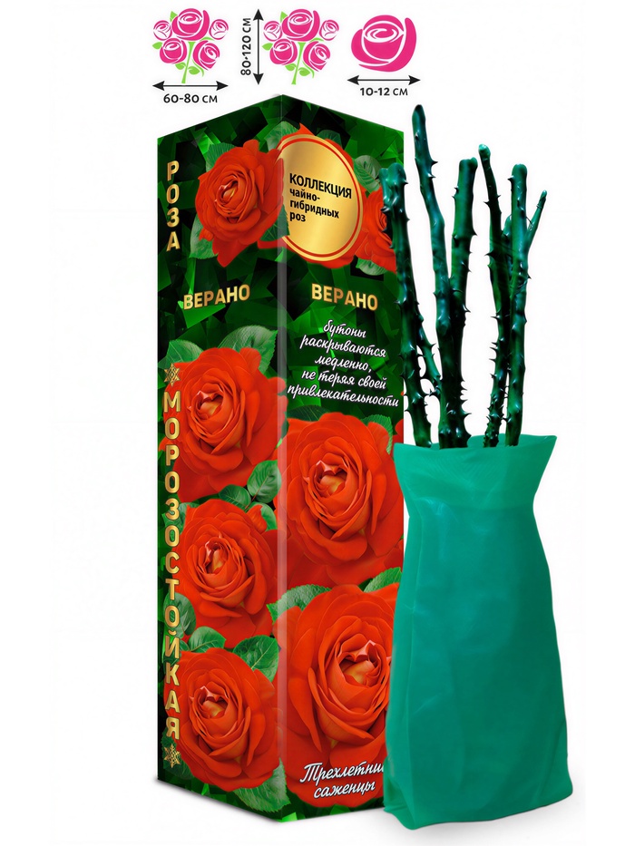 Саженец Роза чайно-гибридная «Верано», 1 шт., Весна 2026 - Фото 1