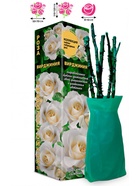 Саженец Роза Вирджиния Чайно-гибридная, 1 шт. Весна 2026  (артикул 10920981)  большой выбор товаров оптом и в розницу по низким ценам с доставкой