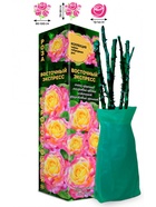 Саженец Роза Восточный Экспресс Чайно-гибридная, 1 шт. Весна 2026  (артикул 10920982)  большой выбор товаров оптом и в розницу по низким ценам с доставкой