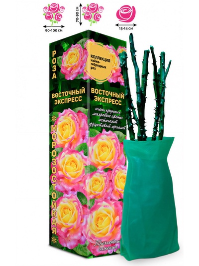 Саженец Роза чайно-гибридная «Восточный Экспресс», 1 шт., Весна 2026