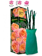 Саженец Роза Вувузела Чайно-гибридная, 1 шт. Весна 2026  (артикул 10920983)  большой выбор товаров оптом и в розницу по низким ценам с доставкой