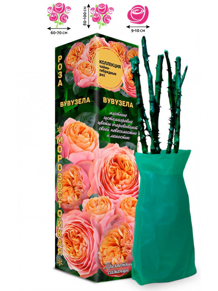 Саженец Роза Вувузела Чайно-гибридная, 1 шт. Весна 2026 - Фото 1