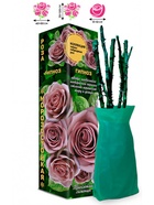 Саженец Роза Гипноз Чайно-гибридная, 1 шт. Весна 2026  (артикул 10920984)  большой выбор товаров оптом и в розницу по низким ценам с доставкой