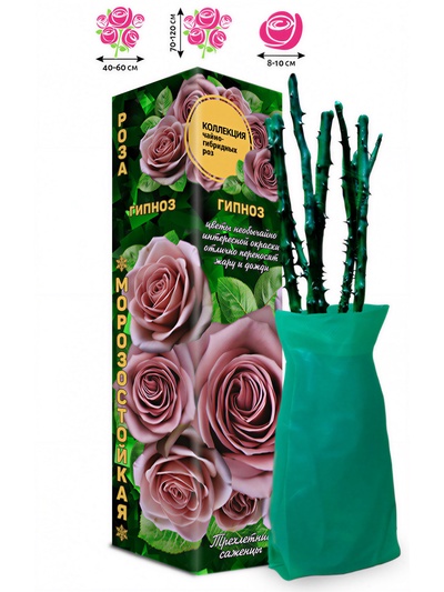 Саженец Роза чайно-гибридная «Гипноз», 1 шт., Весна 2026