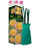 Саженец Роза Глория Дей Чайно-гибридная, 1 шт. Весна 2026  (артикул 10920985)  большой выбор товаров оптом и в розницу по низким ценам с доставкой