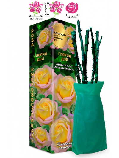 Саженец Роза чайно - гибридная «Глория Дей», 1 шт., Весна 2026