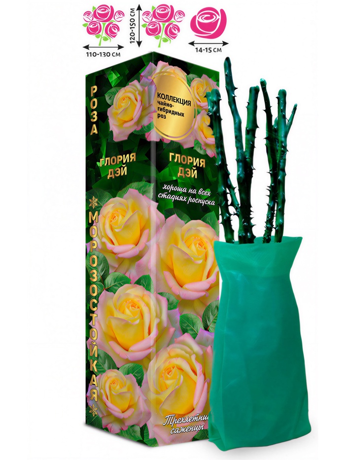 Саженец Роза чайно-гибридная «Глория Дей», 1 шт., Весна 2026 - Фото 1