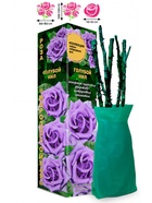 Саженец Роза Голубой Нил Чайно-гибридная, 1 шт. Весна 2026  (артикул 10920986)  большой выбор товаров оптом и в розницу по низким ценам с доставкой