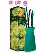 Саженец Роза Грин Ти Чайно-гибридная, 1 шт. Весна 2026  (артикул 10920987)  большой выбор товаров оптом и в розницу по низким ценам с доставкой