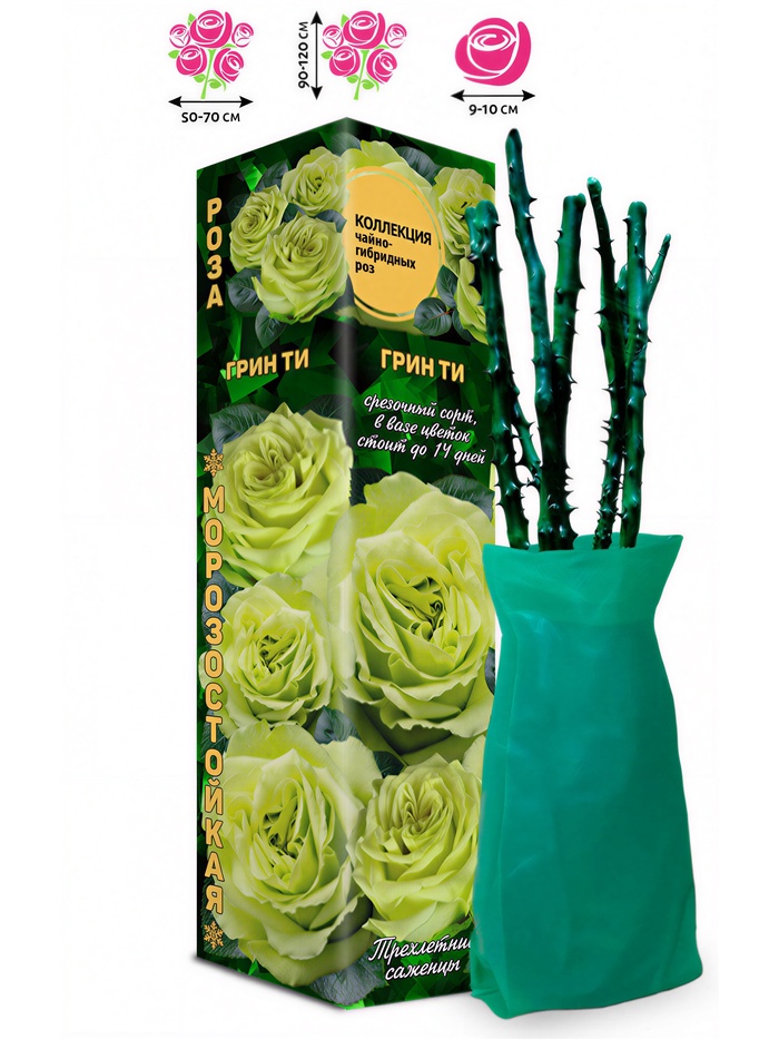 Саженец Роза Грин Ти Чайно-гибридная, 1 шт. Весна 2026