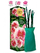 Саженец Роза Гуэрнси Чайно-гибридная, 1 шт. Весна 2026  (артикул 10920988)  большой выбор товаров оптом и в розницу по низким ценам с доставкой