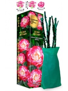 Саженец Роза Дабл Делайт Чайно-гибридная, 1 шт. Весна 2026  (артикул 10920989)  большой выбор товаров оптом и в розницу по низким ценам с доставкой