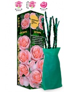 Саженец Роза Дезире Чайно-гибридная, 1 шт. Весна 2026  (артикул 10920992)  большой выбор товаров оптом и в розницу по низким ценам с доставкой