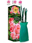 Саженец Роза Джумилия Чайно-гибридная, 1 шт. Весна 2026  (артикул 10920993)  большой выбор товаров оптом и в розницу по низким ценам с доставкой