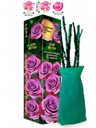 Саженец Роза Дип Вотер Чайно-гибридная, 1 шт. Весна 2026  (артикул 10920994)  большой выбор товаров оптом и в розницу по низким ценам с доставкой