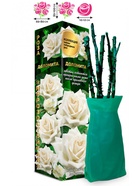 Саженец Роза Доломита Чайно-гибридная, 1 шт. Весна 2026  (артикул 10920995)  большой выбор товаров оптом и в розницу по низким ценам с доставкой