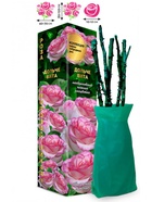 Саженец Роза Дольче Вита Чайно-гибридная, 1 шт. Весна 2026  (артикул 10920996)  большой выбор товаров оптом и в розницу по низким ценам с доставкой