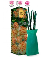 Саженец Роза Зазу Чайно-гибридная, 1 шт. Весна 2026  (артикул 10920997)  большой выбор товаров оптом и в розницу по низким ценам с доставкой